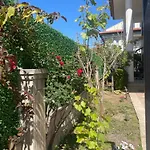 Mango *